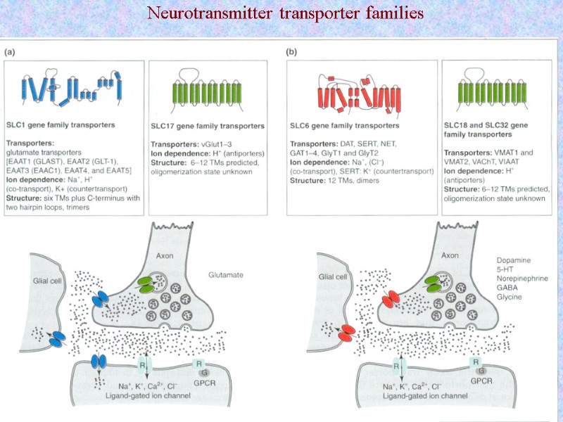 Neurotransmitter transporter families